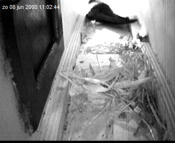 gierzwaluw2-08.06.08_11.02.44.jpg
