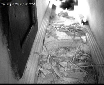 gierzwaluw2-08.06.08_19.32.51.jpg
