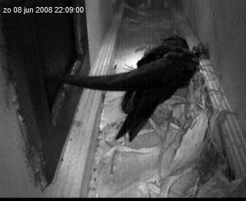 gierzwaluw2-08.06.08_22.09.00.jpg