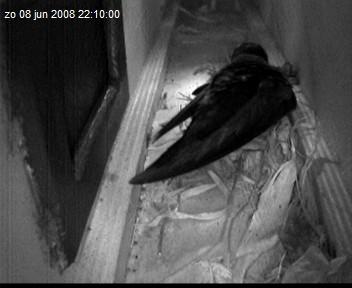 gierzwaluw2-08.06.08_22.10.00.jpg