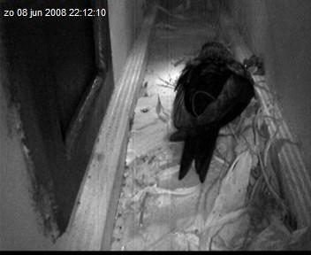 gierzwaluw2-08.06.08_22.12.10.jpg