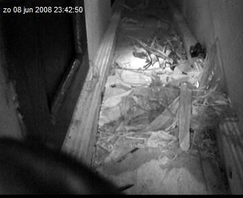 gierzwaluw2-08.06.08_23.42.50.jpg