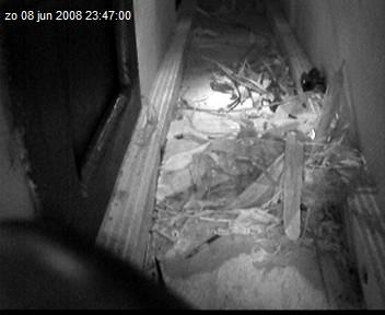 gierzwaluw2-08.06.08_23.47.00.jpg