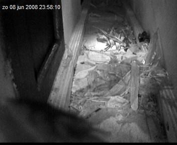 gierzwaluw2-08.06.08_23.58.10.jpg